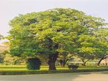  பாலைவனத்தில் கூட வளரும் இந்த அதிசய மரத்தின் மருத்துவ நன்மைகள்