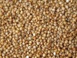 நம்ம முன்னோர்கள் சாப்பிட்ட சோளம் இப்ப எங்க போச்சு? இத நாம ஏன் சாப்பிடணும்?