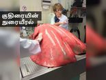நீங்கள் நினைப்பதை காட்டிலும் இவை உருவத்தில் ஜைஜாண்டிகானவை - புகைப்படத் தொகுப்பு!