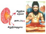 சிறுநீரக கற்களை எளிதில் கரைக்க, சித்தர்கள் கூறும் 8 மூலிகைகள் இதோ..!
