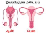 இனப்பெருக்க சக்தியை அதிகரிக்க தவறாமல் பின்பற்ற வேண்டியவைகள்!