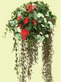 Indoor Hanging Plants - Jewel Of The Interior Decoration