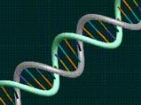 Gene Linked To Obesity Identified