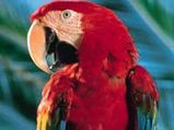 The parrot who cleans its owner's teeth