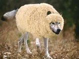 The Wolf in Sheep's Clothing