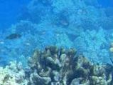 Cancer-Inhibiting Compound Found Under The Sea