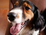 'Aggressive' Genes In Dogs Removed