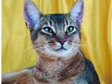 Abyssinian Cats: The Regal Feline