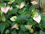 Growing Anthuriums In Your Garden
