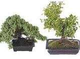 The Bonsai Types