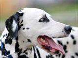 Dalmatians: The Spotted Pets