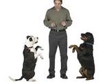 Dog Training Tips