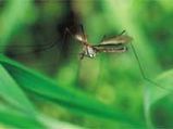 Get rid of mosquitoes from your garden