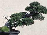 Grow a Bonsai