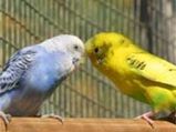 Lovebirds: the lovely pets