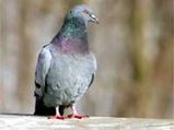 Pigeons: The Peaceful Pets
