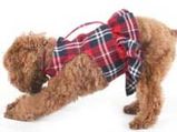 Trendy Summer Wear For Your Dog