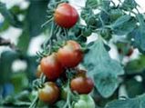 Adorn Your Garden With Tomatoes