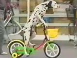 A Dalmatian Becomes YouTube Star