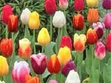 The Bloom Of Tulips In Kashmir