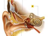 New Cochlear Implant Improves Hearing