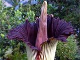 'Titan Arum' At the Kew Gardens