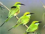 Indian Birds In Focus
