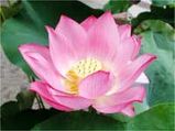 The Significance Of Lotus In Hinduism