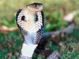 Snake Massage: The Ultimate Therapeutic Body Care!