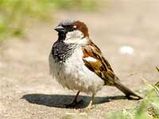 House Sparrows Move Towards Extinction