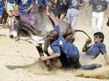 Jallikkattu Bull Fight: Still An Attraction!