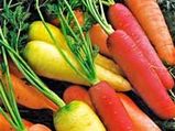 Nutrient Benefits Of Multi-Hued Carrots