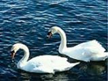 Gay Swan Couple, Makes A Wonder!