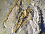 'Dinobird' Fossil Added A New Leaf To Palaeontology