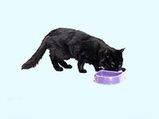 Avoid Treating Your Cat With These Foods