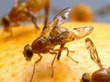 Get Rid Of Fruit Flies In Your Home