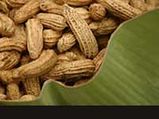 Bangalore's Traditional Groundnut Fair â€˜Kadlekai Parsheâ€™