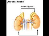 Adrenal Glands Tumour Symptoms And Test