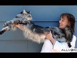World's Longest Cat - Stewie
