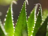 Growing Aloe Vera – Steps And Suggestions