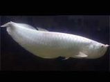 Platinum Arowana The Expensive Aquarium Fish