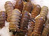 Lobster Tails : Easy Cooking Ways