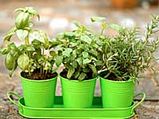 Urban Gardening - A Smarter Way To A Green Lifestyle
