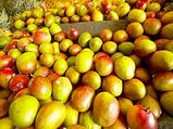 Lalbagh To Host The Mango Mela In June!