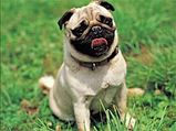 Tips To Take Good Care Of Pug Puppies