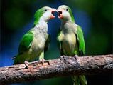 Love Birds As Pets: What To Feed Them?