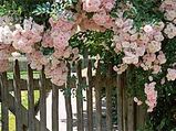 Rose Hedge- A Wild Rose Hedge For Your Garden!