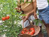 Top 10 Tips To Prune Your Tomato Plants