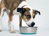 Vegan Diet For Dogs â€“ Pet Food Tips