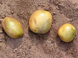Green Potatoes Are Poisonous To Health?